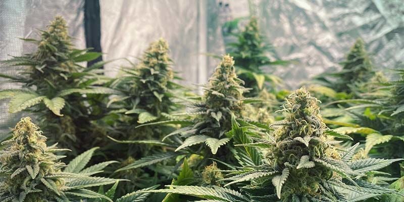 Die Top 10 Der Cannabissorten Von Barney's Farm - Zamnesia